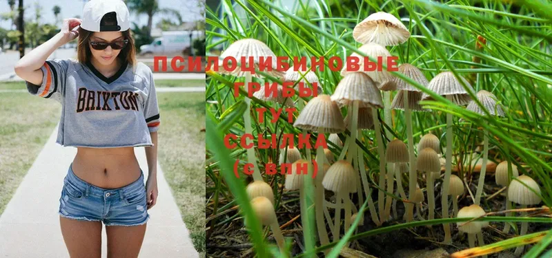 Псилоцибиновые грибы Cubensis  Нюрба 